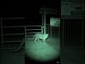 CCTV Camera Captures a Leopard Near the National Park Gate at Night February 2, 2026, at 2:10 AM