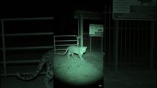 CCTV Camera Captures a Leopard Near the National Park Gate at Night February 2, 2026, at 2:10 AM
