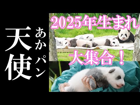 パンダ 高品質 5ヶ月齢もうらん 大真心の寄り添いを贈る 5ヶ月齢座り姿のリアルパンダ フーバオ | パンダプラネット