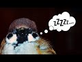 Как спят воробьи / ручной воробей /the little sparrow is sleeping