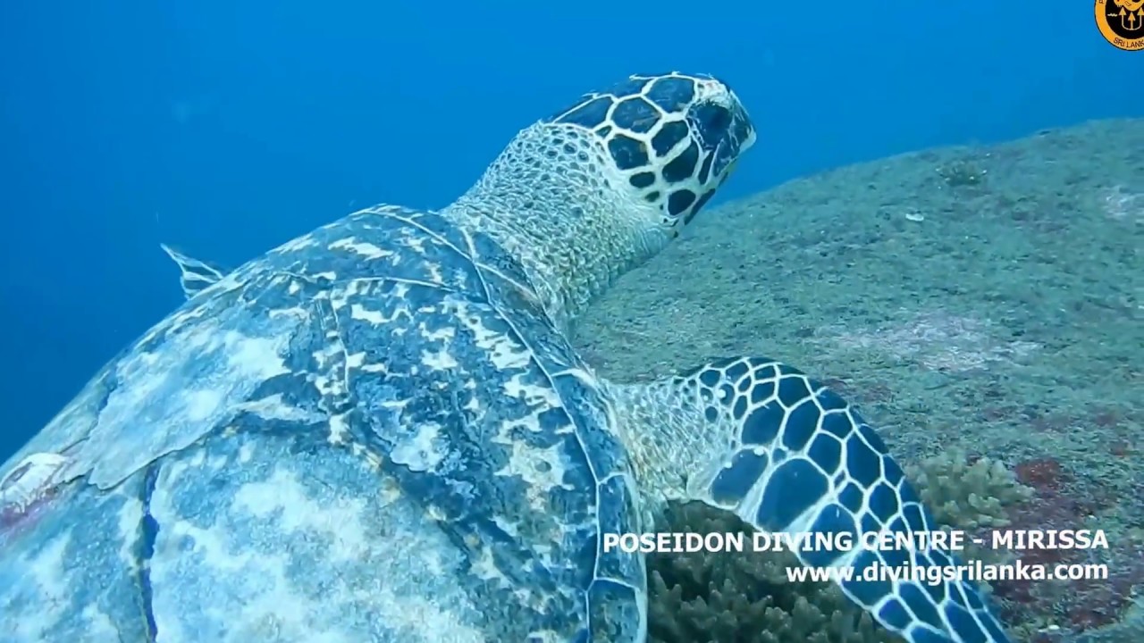 Poseidon Diving Centre mirissa