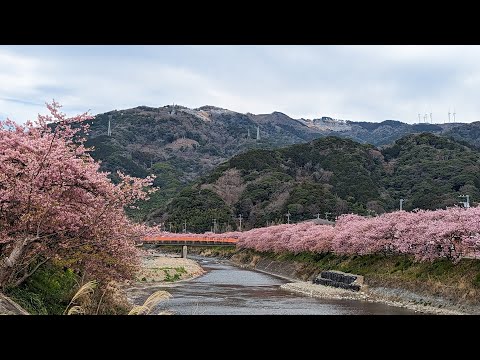 [My song Memory] 欅坂46/サイレントマジョリティー