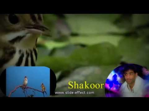 Idrees Chaman Wallah Pashto Song 2013 Raza Raza Da Zra Karara By Shakoor