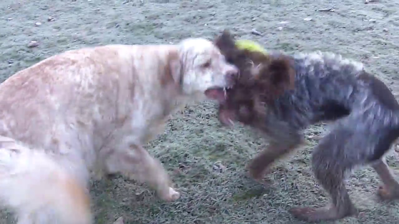 Otis English Setter & Wirehaired Pointer Snuggs playing very rough.