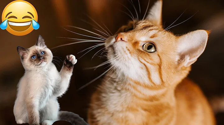 Watch the video about You Laugh You Lose 😅 Best Funny Cats and Dogs Videos 😹