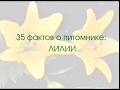 35 фактов о питомнике: ЛИЛИИ. Питомник "Сады Урала". 1999 год