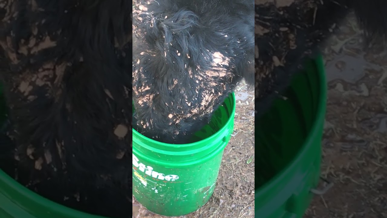 Tiny - Drink water out of stines bucket