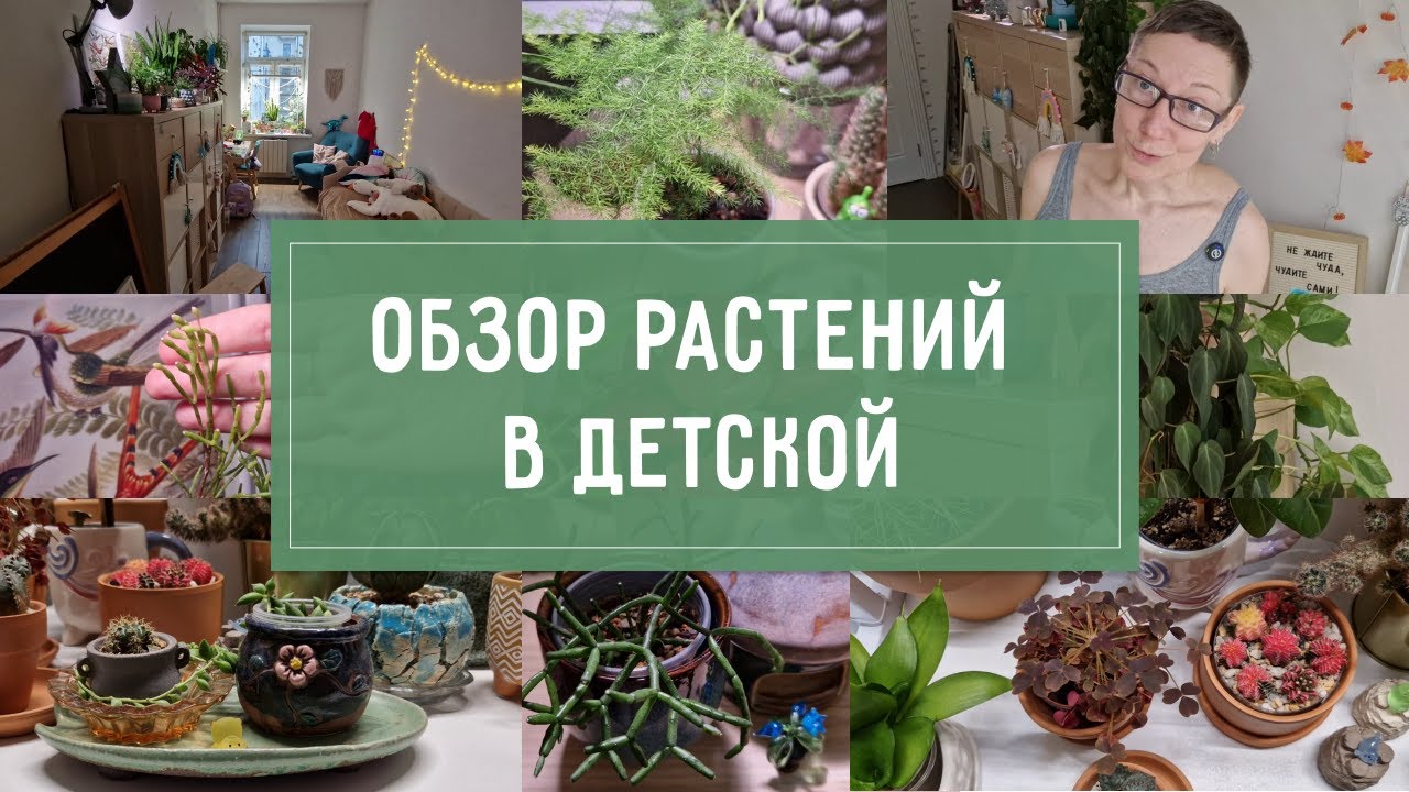 Обзор РАСТЕНИЙ ЕЁ СИЯТЕЛЬСТВА