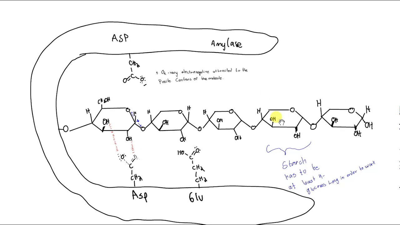 Flow Chart Of Amylase Production