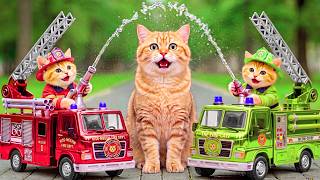 Mama Cat Trims Fur on the Farm and Makes Tiger Hat For Kittens At Home🐾🎩🐯