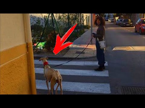 Video: Har din hund loppor?