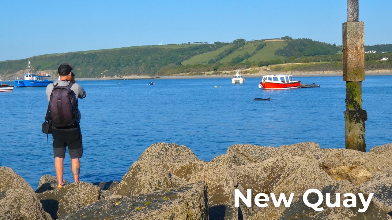 Bottlenose dolphins in New Quay, Wales