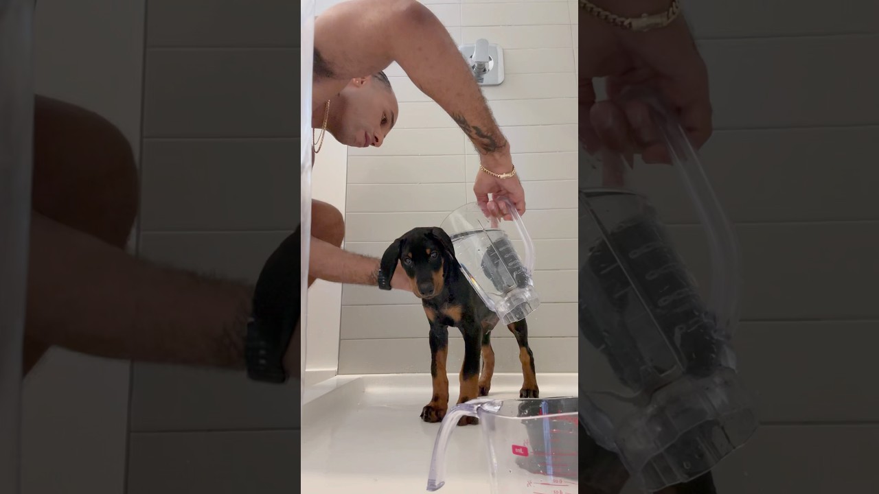 Simba’s first bath was a success! Now he smells so fresh and so clean 🐶🚿🧼