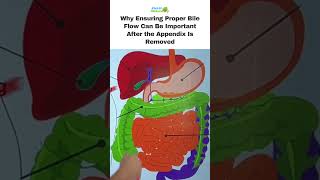 Why Ensuring Proper Bile Flow Can Be Important After the Appendix Is Removed