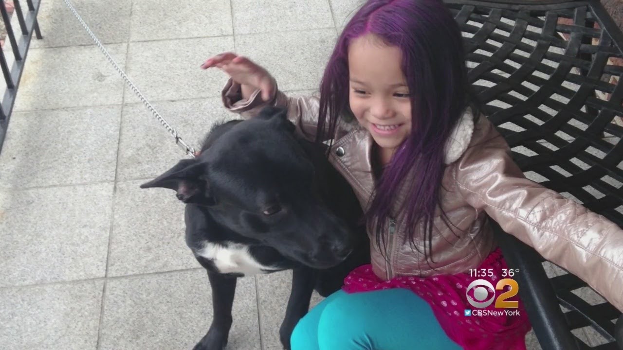 Family Searches For Missing Service Dog - YouTube