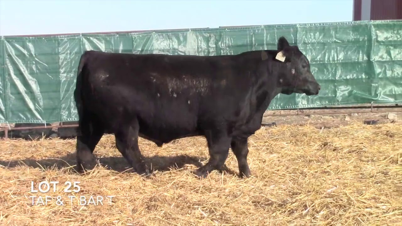 angus tasty T Bar T and Taliaferro Angus Lot 25