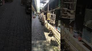 pasar burung Depok solo #shorts