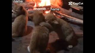 Sat Gw Kepoih Sama Howdon Bertengkar Gw Nyantai Aja Dekat