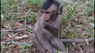 What A Pity Baby Monkey, Baby Monkey Eat Gr Alone