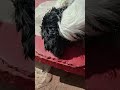 dog videos