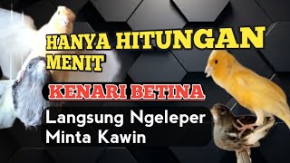 PANCINGAN KENARI KAWIN AMPUH || kenari birahi cepat kawin || cuit cuit gacor ngerek