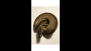 Ball Python Update/Giveaway