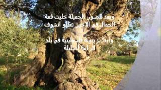 يا بلادي يا احلى بلاد      - اسمعها
