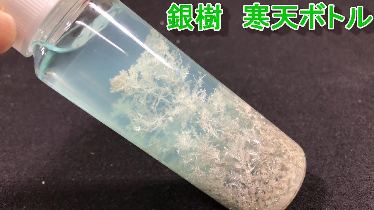 美しい銀樹 - YouTube