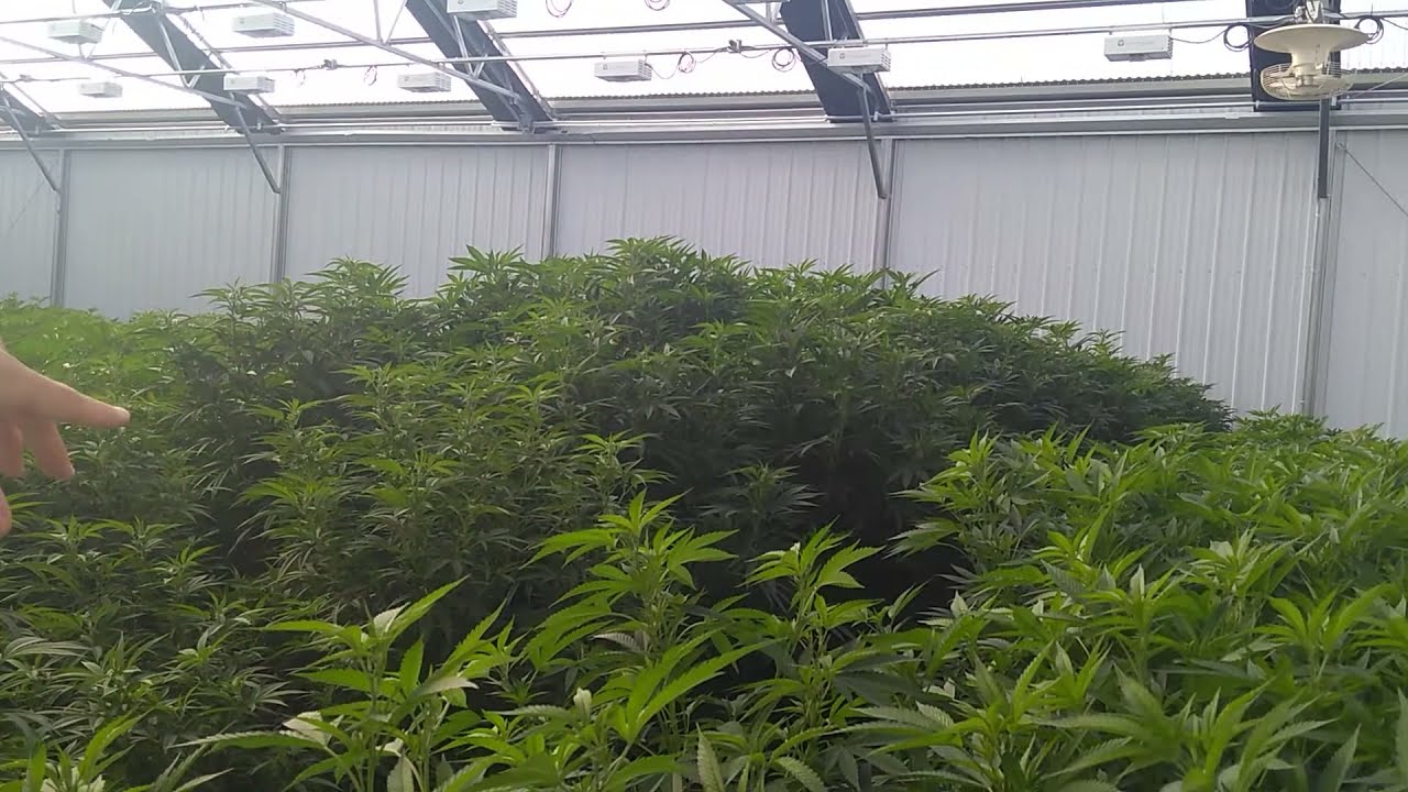 Nano Gas(tm) nanobubbles grow more plants