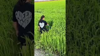 INNOVATIVE Manual Divider: The BEST Way To Walk FIELDS 🌾