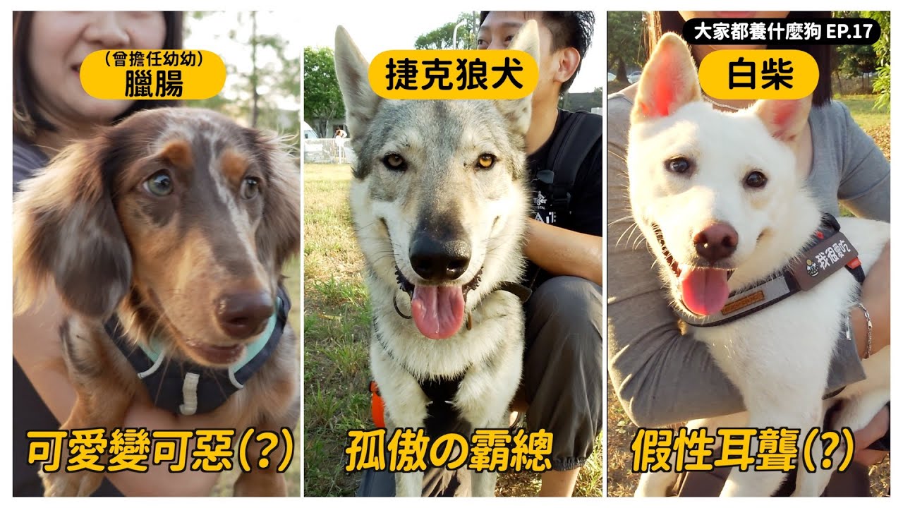 超多狗！台南寵物音樂節拍到熊爸美勘幾！【大家都養什麼狗】｜熊爸估狗