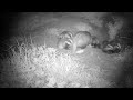 Badgers 9 May