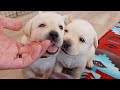 Month Old Little Labrador Rascals!!