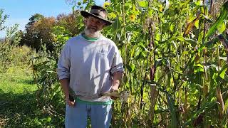 Harvesting Painted Mountain Corn - Part 1