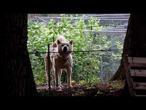 <strong>Cute</strong> Jindo Dog... Jeonju <strong>city</strong>( 全州市.전주 ). KOREA