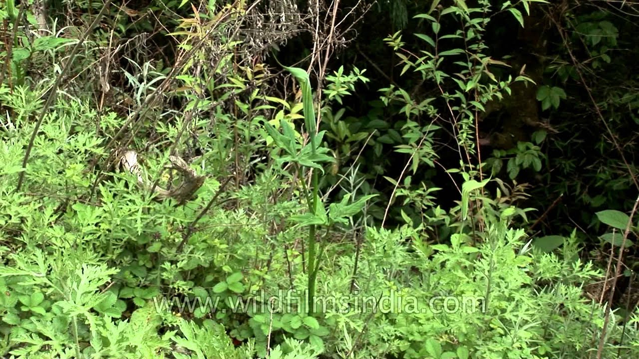 acquemont's Cobra Lily (Arisaema jacquemontii) in Bhutan