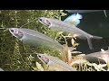 Glass Catfish Care, Breeding And Feeding Guide
