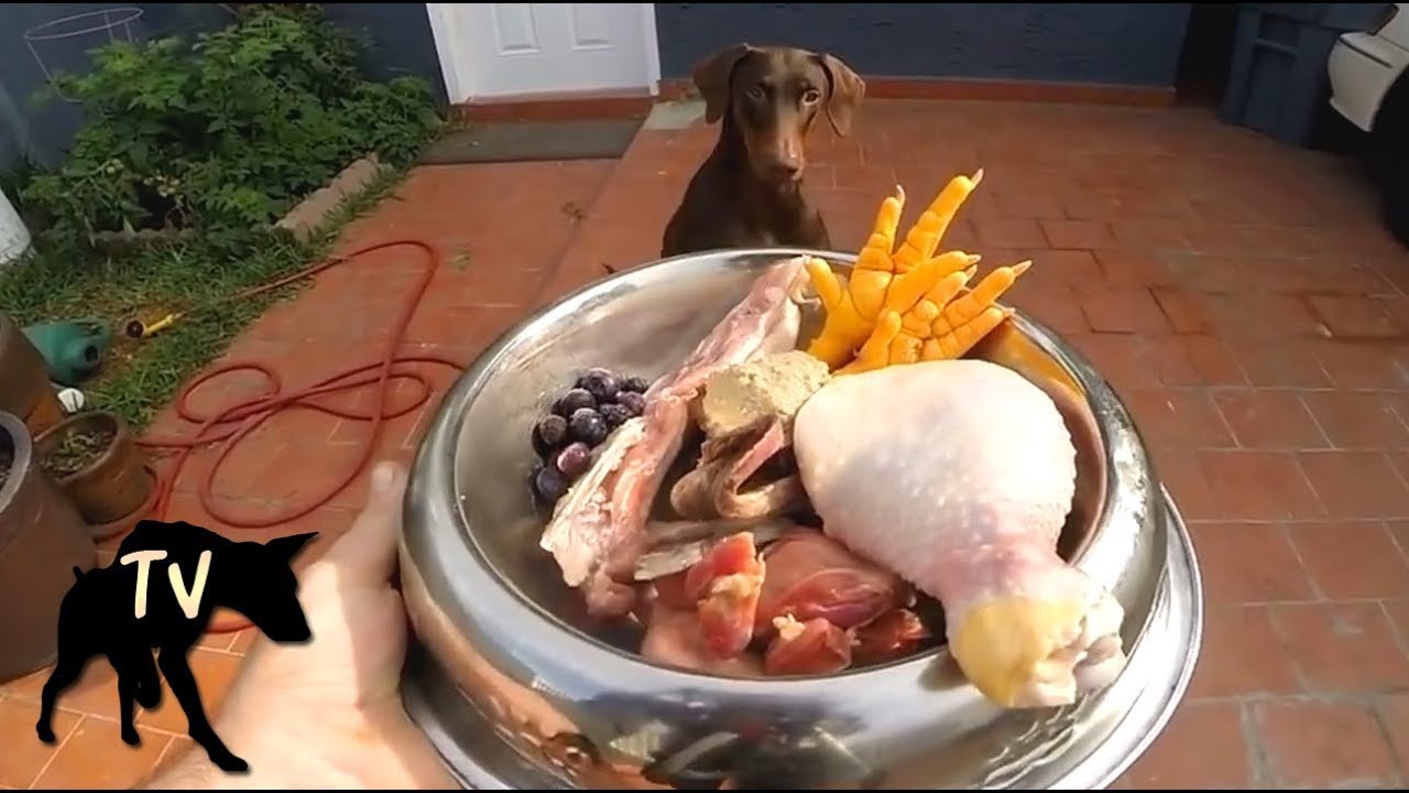 Doberman Raw Feeding Compilation YouTube