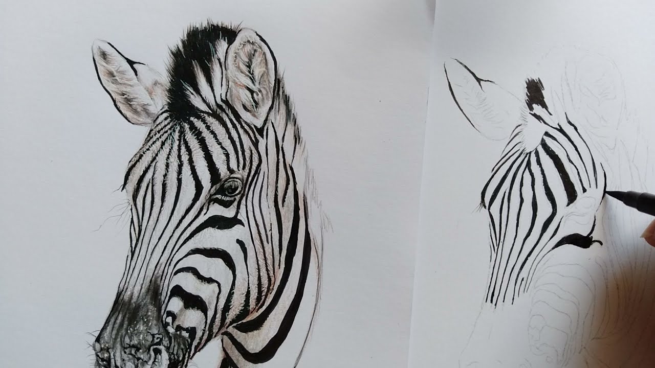 Como fazer desenho realista de zebra: 5 de 5 