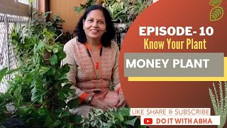 Episode 10: Money Plant: Know Your Plant 🪴