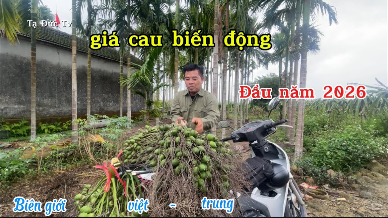 Цены на орехи ареки в начале года в провинции Куанг Нинь.