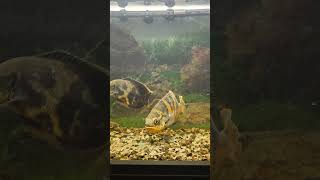 Wild Bumblebee Oscar Fish Tank freshwater/tropical with catfish and pleco#freshwateraquarium #fish Net Worth