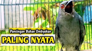 srigunting abu abu gacor PANCINGAN SRIGUNTING BAHAN OMBYOKAN AGAR CEPAT BUNYI 