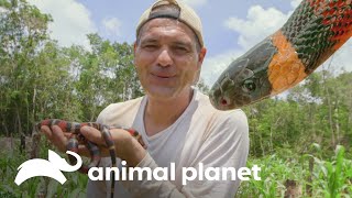 Una serpiente que muchos temen y que Frank la libró de la muerte | Wild Frank en México