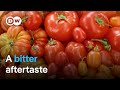 How Sustainable Are Tomatoes DW Documentary 