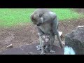 Oh my god ! What does a king monkey do little baby - mating -fighting
