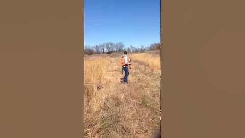 Bobwhite Quail Hunting