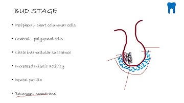 Stages of tooth development  PART 1- Bud stage, Cap stage