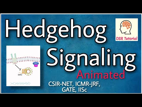 Video: Akutt Myeloide Leukemi - Strategier Og Utfordringer For Målretting Av Onkogen Hedgehog / GLI Signalering