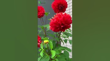 Trồng hoa thược dược vào mùa hè